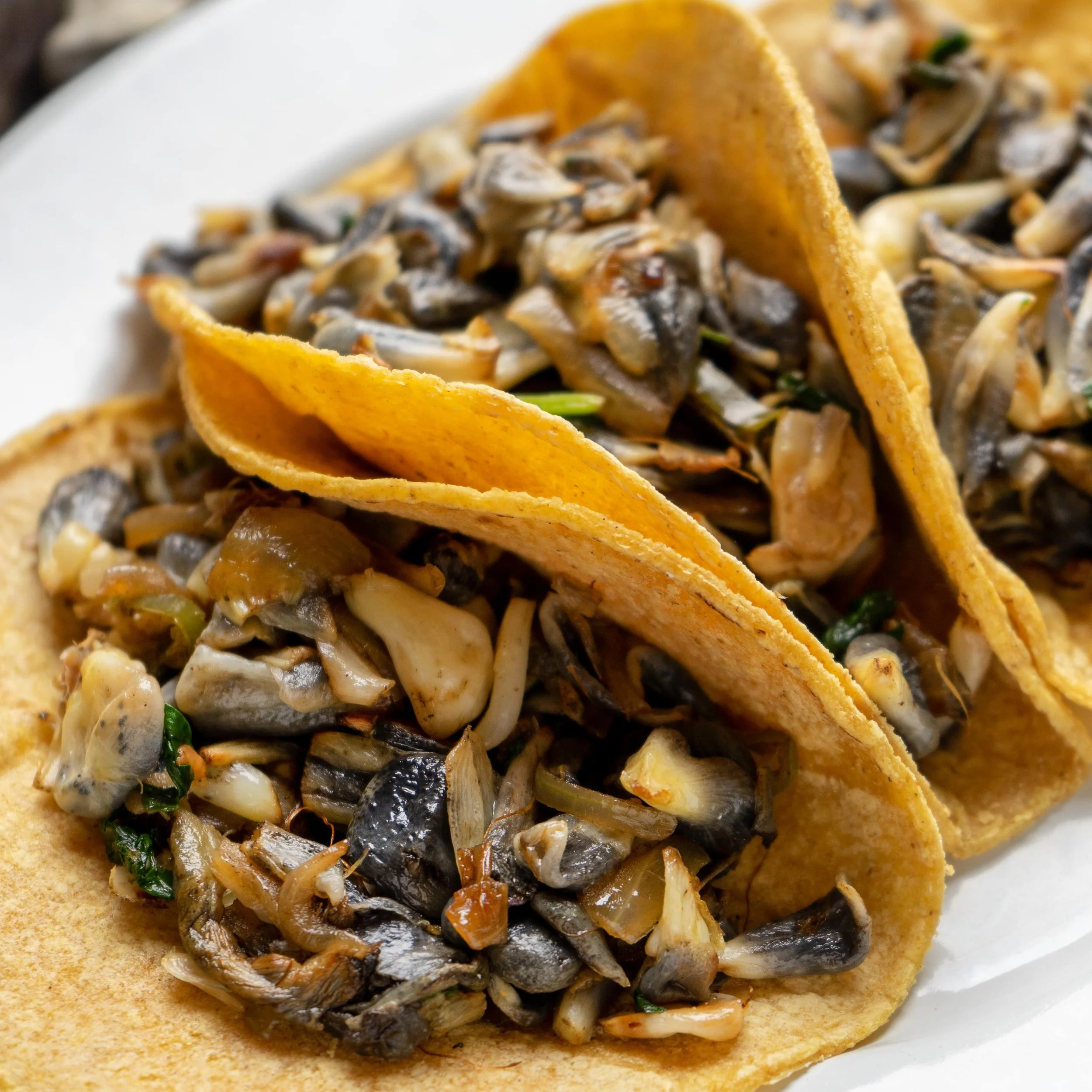 Discover the Magic of Tacos de Huitlacoche with Hotel Las Palapas