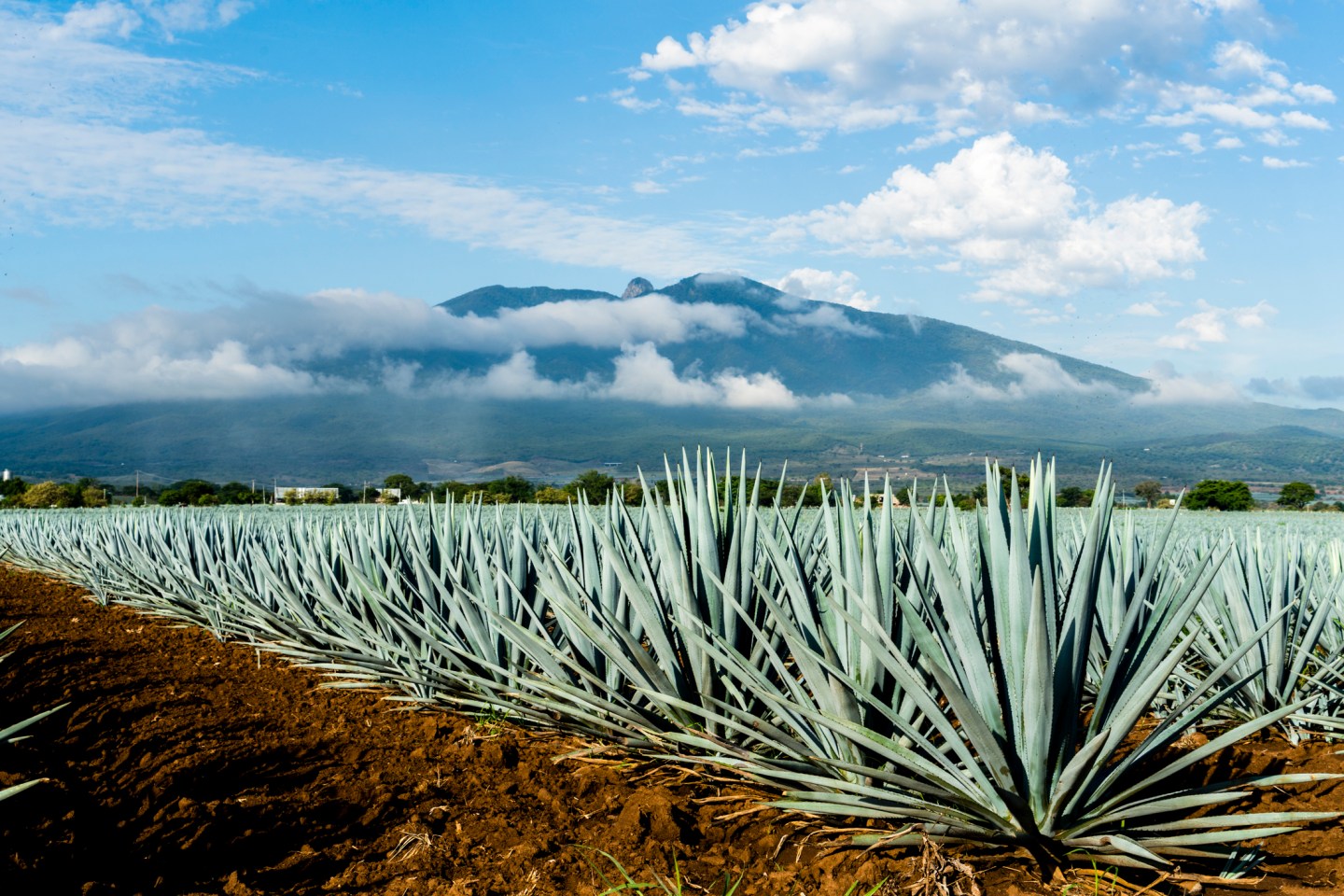 Discover the Magic of Tequila: A Hidden Gem in Mexico with Hotel Las Palapas
